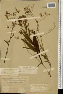 Lactuca tatarica (L.) C. A. Mey., Eastern Europe, Middle Volga region (E8) (Russia)