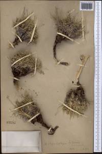 Oxytropis rhynchophysa Schrenk, Middle Asia, Muyunkumy, Balkhash & Betpak-Dala (M9) (Kazakhstan)