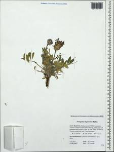 Astragalus laguroides Pall., Siberia, Baikal & Transbaikal region (S4) (Russia)