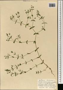 Mesostemma dichotomum (L.) Arabi, Rabeler & Zarre, Mongolia (MONG) (Mongolia)