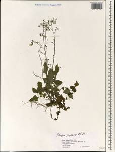 Youngia japonica (L.) DC., South Asia, South Asia (Asia outside ex-Soviet states and Mongolia) (ASIA) (Nepal)