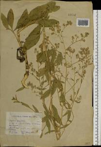 Lepidium latifolium L., Siberia, Western (Kazakhstan) Altai Mountains (S2a) (Kazakhstan)