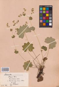 Alchemilla, Eastern Europe, Eastern region (E10) (Russia)