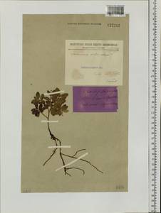 Vaccinium vitis-idaea L., Siberia, Baikal & Transbaikal region (S4) (Russia)