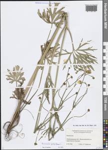 Ranunculus polyanthemos L., Eastern Europe, North-Western region (E2) (Russia)