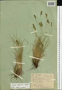 Festuca kryloviana Reverd., Siberia, Western (Kazakhstan) Altai Mountains (S2a) (Kazakhstan)