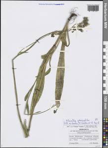 Pilosella piloselloides subsp. praealta (Gochnat) S. Bräut. & Greuter, Eastern Europe, Middle Volga region (E8) (Russia)