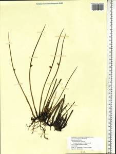 Juncus beringensis Buchenau, Siberia, Chukotka & Kamchatka (S7) (Russia)