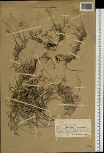 Odontarrhena obovata C. A. Mey., Siberia, Yakutia (S5) (Russia)