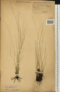 Stipa capillata L., Eastern Europe, Central forest-and-steppe region (E6) (Russia)