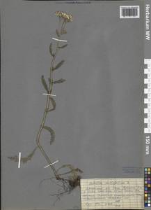 Achillea millefolium L., Siberia, Baikal & Transbaikal region (S4) (Russia)