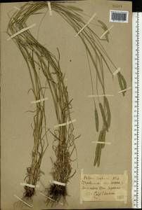 Phleum phleoides (L.) H.Karst., Eastern Europe, North Ukrainian region (E11) (Ukraine)
