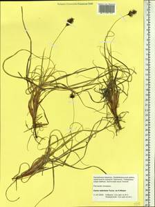 Carex sabulosa Turcz. ex Kunth, Siberia, Baikal & Transbaikal region (S4) (Russia)