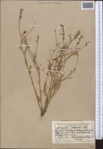Astragalus puberulus Ledeb., Middle Asia, Dzungarian Alatau & Tarbagatai (M5) (Kazakhstan)
