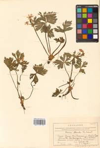 Anemonastrum flaccidum (F. Schmidt) Mosyakin, Siberia, Russian Far East (S6) (Russia)