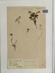 Noccaea thlaspidioides (Pall.) F.K.Mey., Siberia, Baikal & Transbaikal region (S4) (Russia)