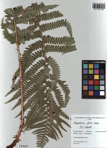 Dryopteris filix-mas (L.) Schott, Siberia, Altai & Sayany Mountains (S2) (Russia)