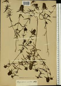Melampyrum cristatum L., Eastern Europe, Moscow region (E4a) (Russia)