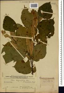 Tilia croizatii Chun & H. D. Wong, Caucasus, Azerbaijan (K6) (Azerbaijan)