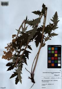 Filipendula ulmaria (L.) Maxim., Siberia, Altai & Sayany Mountains (S2) (Russia)