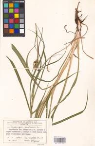 Tragopogon pratensis L., Eastern Europe, Moscow region (E4a) (Russia)