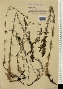 Galium verum subsp. verum, Crimea (KRYM) (Russia)