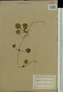 Hydrocharis morsus-ranae L., Eastern Europe, Central forest-and-steppe region (E6) (Russia)