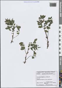 Astragalus frigidus (L.) A.Gray, Siberia, Central Siberia (S3) (Russia)