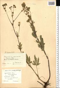 Potentilla recta subsp. laciniosa (Kit. ex Nestler) Nyman, Eastern Europe, South Ukrainian region (E12) (Ukraine)