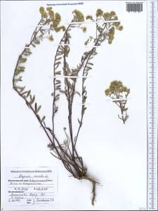 Odontarrhena muralis (Waldst. & Kit.) Endl., Caucasus, Black Sea Shore (from Novorossiysk to Adler) (K3) (Russia)