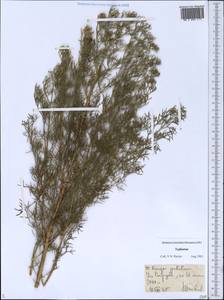 Prangos pabularia, Middle Asia, Pamir & Pamiro-Alai (M2) (Tajikistan)