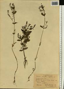 Veronica anagallis-aquatica L., Eastern Europe, West Ukrainian region (E13) (Ukraine)