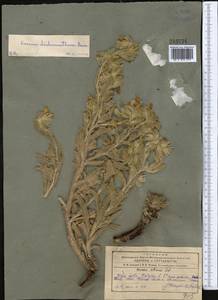 Onosma dichroantha Boiss., Middle Asia, Pamir & Pamiro-Alai (M2)