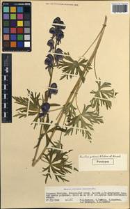 Aconitum gubanovii Luferov & Vorosch., Mongolia (MONG) (Mongolia)