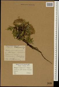 Jurinea moschus subsp. pinnatisecta (Boiss.) Greuter, Caucasus, Krasnodar Krai & Adygea (K1a) (Russia)