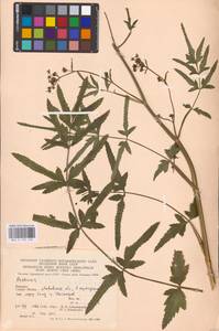 Pastinaca sativa L., Eastern Europe, West Ukrainian region (E13) (Ukraine)