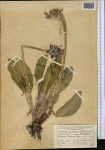 Primula nivalis subsp. turkestanica (Schmidt) Kovt., Middle Asia, Dzungarian Alatau & Tarbagatai (M5) (Kazakhstan)