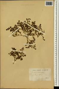 Frankenia pulverulenta, South Asia, South Asia (Asia outside ex-Soviet states and Mongolia) (ASIA) (Iran)