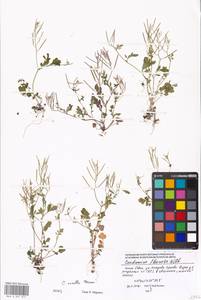 Cardamine occulta Hornem., Eastern Europe, Moscow region (E4a) (Russia)