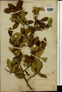 Crataegus germanica (L.) K.Koch ex Kuntze, Caucasus, Azerbaijan (K6) (Azerbaijan)