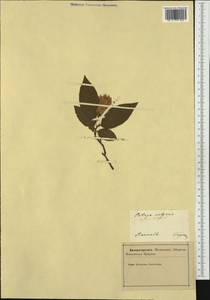 Ostrya carpinifolia Scop., Western Europe (EUR) (Slovenia)