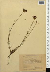 Dianthus ruprechtii Schischk.,, Caucasus, Stavropol Krai, Karachay-Cherkessia & Kabardino-Balkaria (K1b) (Russia)