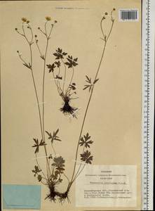 Ranunculus propinquus C. A. Mey., Siberia, Western Siberia (S1) (Russia)