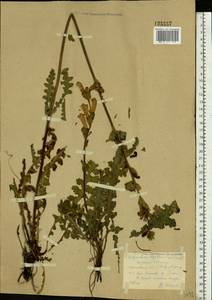 Pedicularis sceptrum-carolinum, Eastern Europe, Central forest region (E5) (Russia)