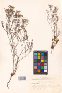 Limonium caspium (Willd.) Gams, Eastern Europe, Lower Volga region (E9) (Russia)