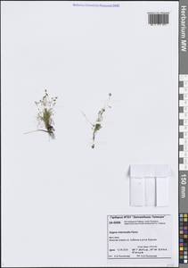 Sagina nivalis (Lindblad) Fr., Siberia, Central Siberia (S3) (Russia)