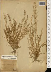 Eragrostis amabilis (L.) Wight & Arn., South Asia, South Asia (Asia outside ex-Soviet states and Mongolia) (ASIA) (Japan)