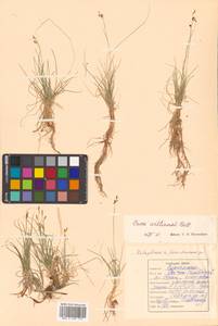 Carex williamsii Britton, Siberia, Russian Far East (S6) (Russia)