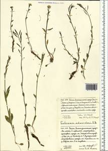 Eutrema edwardsii R. Br., Siberia, Western Siberia (S1) (Russia)