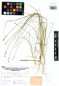 Carex loliacea L., Siberia, Baikal & Transbaikal region (S4) (Russia)